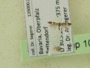  ( - BC ZSM Lep 102812)  @12 [ ] SNSB, ZSM (2018) Dr. Andreas H. Segerer ZSM