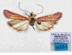  ( - BC ZSM Lep 103058)  @11 [ ] SNSB, ZSM (2018) Dr. Andreas H. Segerer ZSM