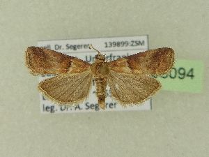  ( - BC ZSM Lep 103094)  @12 [ ] SNSB, ZSM (2018) Dr. Andreas H. Segerer ZSM