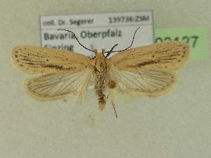  ( - BC ZSM Lep 103127)  @11 [ ] SNSB, ZSM (2018) Dr. Andreas H. Segerer ZSM