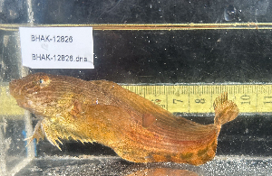  ( - BHAK-12826)  @11 [ ] CreativeCommons Attribution Non-Commercial No Derivatives (2025) Matt Lemay Hakai Institute