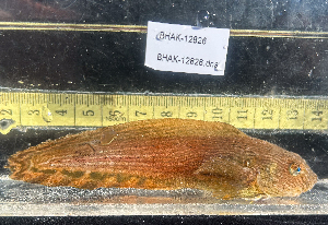  ( - BHAK-12826)  @11 [ ] CreativeCommons Attribution Non-Commercial No Derivatives (2025) Matt Lemay Hakai Institute