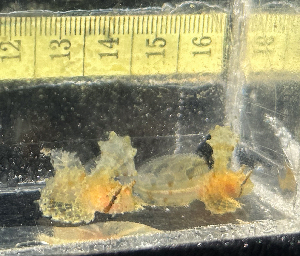  ( - BHAK-16287)  @11 [ ] CreativeCommons Attribution Non-Commercial No Derivatives (2025) Matt Lemay Hakai Institute