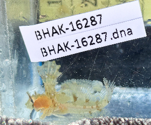  ( - BHAK-16287)  @11 [ ] CreativeCommons Attribution Non-Commercial No Derivatives (2025) Matt Lemay Hakai Institute