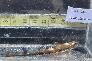  ( - BHAK-12839)  @11 [ ] CreativeCommons Attribution Non-Commercial No Derivatives (2025) Matt Lemay Hakai Institute