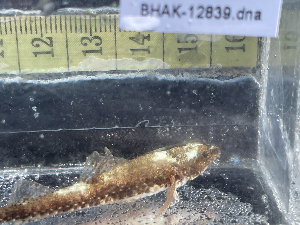  ( - BHAK-12839)  @11 [ ] CreativeCommons Attribution Non-Commercial No Derivatives (2025) Matt Lemay Hakai Institute