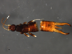  (Nesogaster aculeatus - FHDERM-002)  @11 [ ] CreativeCommons - Attribution (2009) CBG Photography Group Centre for Biodiversity Genomics