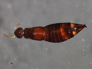  (Nesogaster aculeatus - FHDERM-003)  @11 [ ] CreativeCommons - Attribution (2009) CBG Photography Group Centre for Biodiversity Genomics