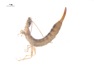  ( - CCDB-28977-B10)  @11 [ ] CreativeCommons - Attribution (2016) G. Blagoev Centre for Biodiversity Genomics