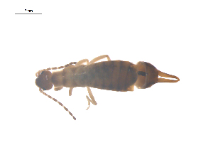  ( - CCDB-28977-C03)  @13 [ ] CreativeCommons - Attribution (2016) G. Blagoev Centre for Biodiversity Genomics