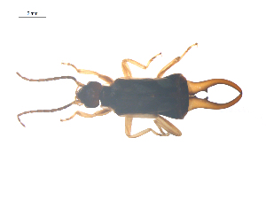  ( - CCDB-28977-D08)  @13 [ ] CreativeCommons - Attribution (2016) G. Blagoev Centre for Biodiversity Genomics