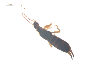  ( - CCDB-28977-F09)  @13 [ ] CreativeCommons - Attribution (2016) G. Blagoev Centre for Biodiversity Genomics
