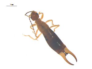  ( - CCDB-28977-G10)  @13 [ ] CreativeCommons - Attribution (2016) G. Blagoev Centre for Biodiversity Genomics