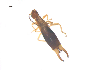  ( - CCDB-28977-G12)  @11 [ ] CreativeCommons - Attribution (2016) G. Blagoev Centre for Biodiversity Genomics