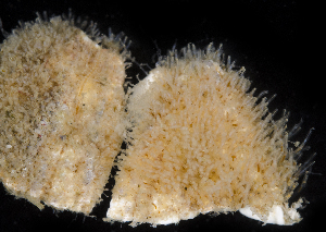  (Bowerbankia gracilis - BMBM-0907)  @11 [ ] CreativeCommons - Attribution Non-Commercial Share-Alike (2017) Matthieu Leray Smithsonian Institution
