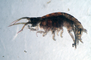  (Ischyrocerus sp. FHL 2 - BMBM-0992)  @11 [ ] CreativeCommons - Attribution Non-Commercial Share-Alike (2017) Matthieu Leray Smithsonian Institution