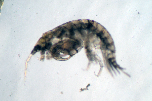  (Microjassa sp. FHL 1 - BMBM-0997)  @11 [ ] CreativeCommons - Attribution Non-Commercial Share-Alike (2017) Matthieu Leray Smithsonian Institution