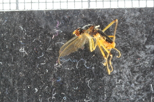  ( - FinAcal36)  @13 [ ] CreativeCommons - Attribution Non-Commercial Share-Alike (2015) UoB, Norway University of Bergen, Natural History Collections