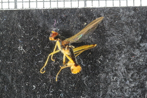  ( - FinAcal37)  @13 [ ] CreativeCommons - Attribution Non-Commercial Share-Alike (2015) UoB, Norway University of Bergen, Natural History Collections