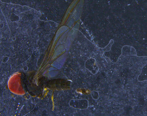  ( - PIP006)  @12 [ ] CreativeCommons - Attribution Non-Commercial Share-Alike (2015) UoB, Norway University of Bergen, Natural History Collections