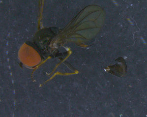  ( - PIP019)  @11 [ ] CreativeCommons - Attribution Non-Commercial Share-Alike (2015) UoB, Norway University of Bergen, Natural History Collections