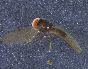  (Verrallia sp. GK-1 - PIP026)  @12 [ ] CreativeCommons - Attribution Non-Commercial Share-Alike (2015) UoB, Norway University of Bergen, Natural History Collections