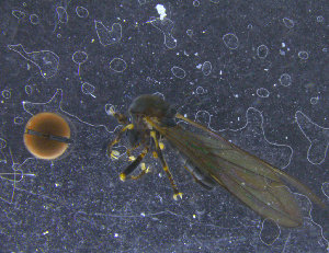  (Pipunculus cf. omissinervis - PIP033)  @12 [ ] CreativeCommons - Attribution Non-Commercial Share-Alike (2015) UoB, Norway University of Bergen, Natural History Collections