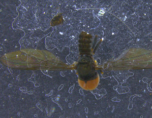  ( - PIP034)  @11 [ ] CreativeCommons - Attribution Non-Commercial Share-Alike (2015) UoB, Norway University of Bergen, Natural History Collections