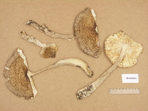  ( - H6029221)  @11 [ ] Copyright (2012) Diana Weckman Botanical Museum, Finnish Museum of Natural History, University of Helsinki