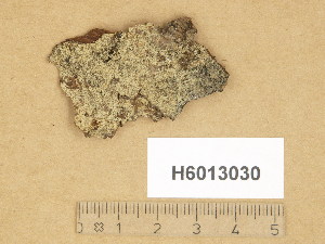  ( - H6013030)  @11 [ ] Copyright (2014) Diana Weckman Botanical Museum, Finnish Museum of Natural History, University of Helsinki