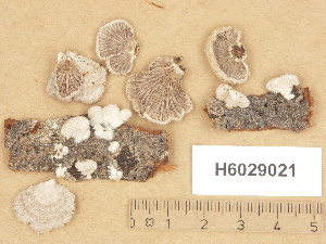  ( - H6029021)  @11 [ ] Copyright (2012) Diana Weckman Botanical Museum, Finnish Museum of Natural History, University of Helsinki