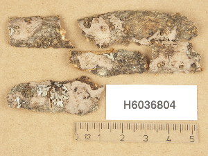  ( - H6036804)  @11 [ ] Copyright (2013) Diana Weckman Botanical Museum, Finnish Museum of Natural History, University of Helsinki