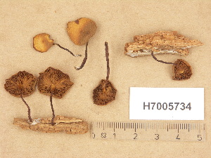  ( - H7005734)  @11 [ ] Copyright (2012) Diana Weckman Botanical Museum, Finnish Museum of Natural History, University of Helsinki