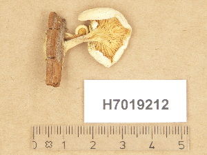  ( - H7019212)  @11 [ ] Copyright (2012) Diana Weckman Botanical Museum, Finnish Museum of Natural History, University of Helsinki