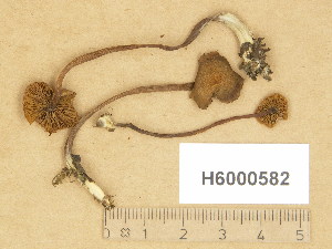  ( - H6000582)  @11 [ ] Copyright (2014) Diana Weckman Botanical Museum, Finnish Museum of Natural History, University of Helsinki