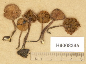 ( - H6008345)  @11 [ ] Copyright (2014) Diana Weckman Botanical Museum, Finnish Museum of Natural History, University of Helsinki