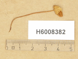  ( - H6008382)  @11 [ ] Copyright (2014) Diana Weckman Botanical Museum, Finnish Museum of Natural History, University of Helsinki