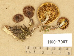  (Gymnopilus cf. penetrans - H6017007)  @11 [ ] Copyright (2014) Diana Weckman Botanical Museum, Finnish Museum of Natural History, University of Helsinki