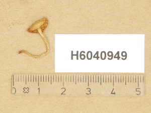  (Galerina similis - H6040949)  @11 [ ] Copyright (2014) Diana Weckman Botanical Museum, Finnish Museum of Natural History, University of Helsinki