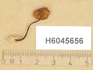  (Gymnopilus aff. picreus - H6045656)  @11 [ ] Copyright (2014) Diana Weckman Botanical Museum, Finnish Museum of Natural History, University of Helsinki