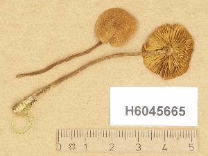  ( - H6045665)  @11 [ ] Copyright (2014) Diana Weckman Botanical Museum, Finnish Museum of Natural History, University of Helsinki