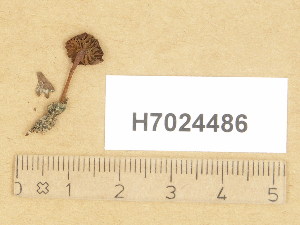  ( - H7024486)  @11 [ ] Copyright (2014) Diana Weckman Botanical Museum, Finnish Museum of Natural History, University of Helsinki