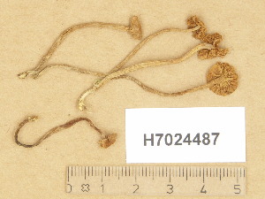  ( - H7024487)  @11 [ ] Copyright (2014) Diana Weckman Botanical Museum, Finnish Museum of Natural History, University of Helsinki