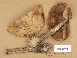  (Leccinum callitrichum - H6032174)  @11 [ ] Copyright (2013) Diana Weckman Botanical Museum, Finnish Museum of Natural History, University of Helsinki