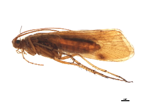  (Limnephilus germanus - JSlk-2010B011)  @14 [ ] CreativeCommons - Attribution (2010) CBG Photography Group Centre for Biodiversity Genomics