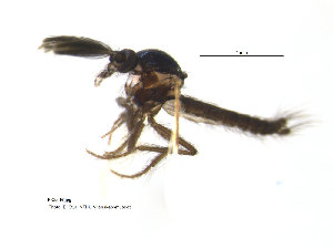  ( - FiCer16)  @12 [ ] CreativeCommons - Attribution Non-Commercial Share-Alike (2012) NTNU Museum of Natural History and Archaeology NTNU Museum of Natural History and Archaeology