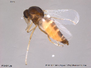  ( - FiCer236)  @12 [ ] CreativeCommons - Attribution Non-Commercial Share-Alike (2012) NTNU Museum of Natural History and Archaeology NTNU Museum of Natural History and Archaeology