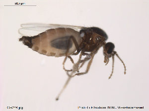  ( - FiCer246)  @12 [ ] CreativeCommons - Attribution Non-Commercial Share-Alike (2013) NTNU Museum of Natural History and Archaeology NTNU Museum of Natural History and Archaeology