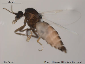  ( - FiCer247)  @12 [ ] CreativeCommons - Attribution Non-Commercial Share-Alike (2013) NTNU Museum of Natural History and Archaeology NTNU Museum of Natural History and Archaeology