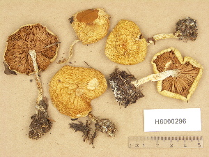  ( - H6000296)  @11 [ ] Copyright (2012) Diana Weckman Botanical Museum, Finnish Museum of Natural History, University of Helsinki